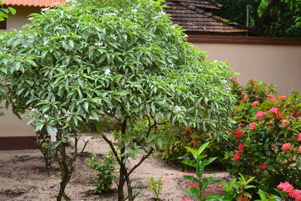 Tharavad Heritage Alappuzha Dış mekan fotoğraf